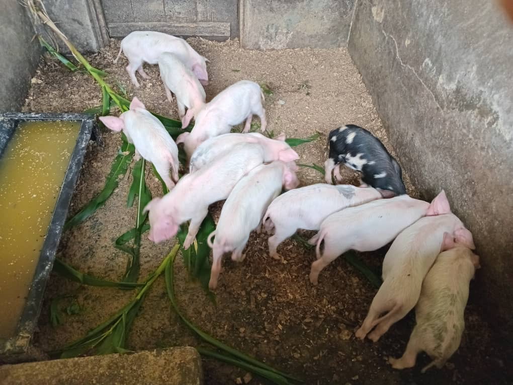 Piggery project supporting practical agribusiness